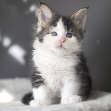 メインクーン【栃木県・男の子・2025年10月20日・ブラウンタビー&ホワイト】の写真「甘々なパパ幼少期にそっくりなこ」