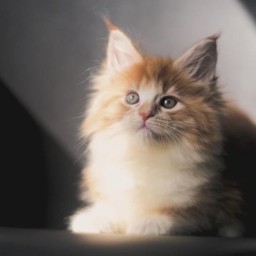 メインクーン【栃木県・女の子・2025年9月14日・レッドクラッシックタビー&ホワイト】の写真「とびきり明るい女の子」