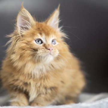 メインクーン【栃木県・女の子・2025年9月14日・レッドティックドタビー】の写真「ムチムチな女の子」