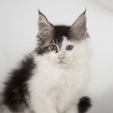 メインクーン【栃木県・男の子・2025年3月31日・ブラウンタビー&ホワイト】の写真「綺麗な顔立ちの男の子」