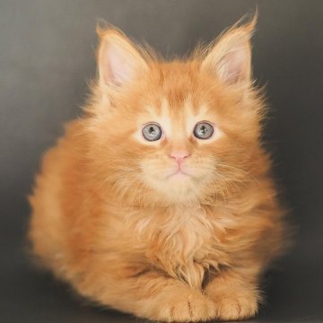 メインクーン【栃木県・女の子・2025年9月14日・レッドティックドタビー】の写真「ムチムチな女の子」