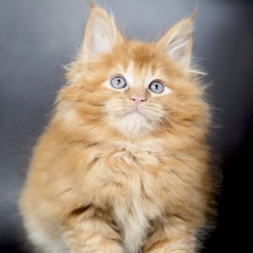 メインクーン【栃木県・女の子・2025年9月14日・レッドティックドタビー】の写真「ムチムチな女の子」