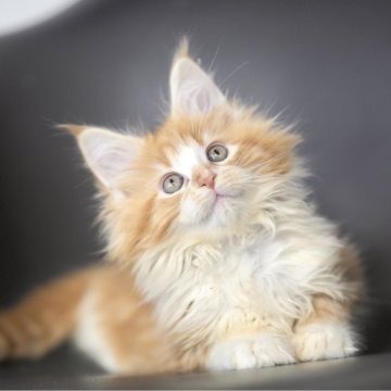 メインクーン【栃木県・女の子・2025年9月14日・レッドクラッシックタビー&ホワイト】の写真「とびきり明るい女の子」