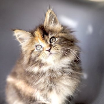 メインクーン【栃木県・女の子・2025年9月14日・ブラウンパッチドタビー】の写真「ムチムチな女の子」