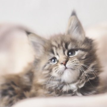 メインクーン【栃木県・女の子・2025年10月28日・ブラウンクラッシックタビー】の写真「アゴ、マズルぷくぷくな女の子」