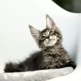 メインクーン【栃木県・女の子・2025年5月20日・ブラウンティックドタビー】の写真1