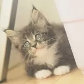 メインクーン