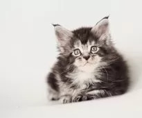 メインクーン【栃木県・男の子・2025年3月31日・シルバーティックドタビー】の写真2