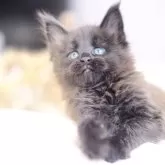 メインクーン【栃木県・男の子・2025年10月26日・ブラックソリッド】の写真2