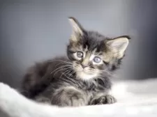 メインクーン【栃木県・男の子・2025年10月20日・ブラウンティックドタビー】の写真3