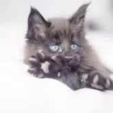 メインクーン【栃木県・男の子・2025年10月26日・ブラックソリッド】の写真3