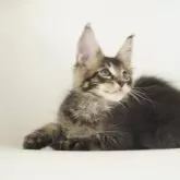 メインクーン【栃木県・女の子・2025年5月20日・ブラウンティックドタビー】の写真4