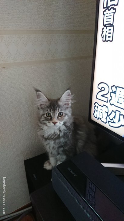 吉田幸子ブリーダーのブログ：子猫