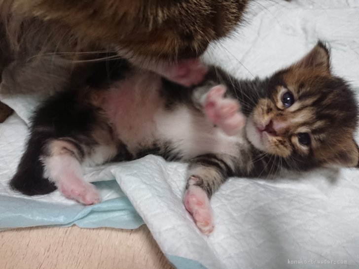 吉田幸子ブリーダーのブログ：生後２週間の子猫たち