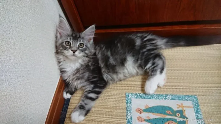 ID:2003-00181の子猫