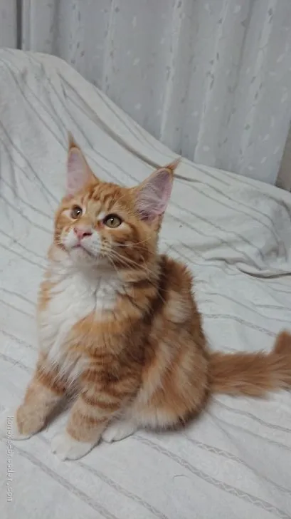 ポニーママ 様のお迎えした子猫