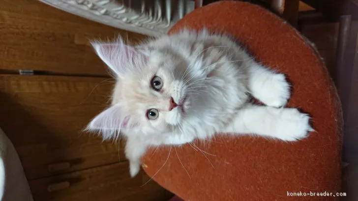 ID:2003-00183の子猫