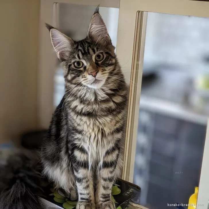 ID：2310-00473の子猫