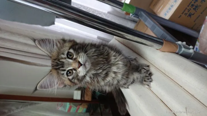ID:2003-00187の子猫