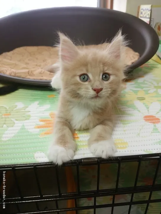 ID:1606-00527の子猫