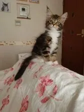 メインクーン【山口県・女の子・2021年7月30日・ブラウンタビー&ホワイト】の写真3