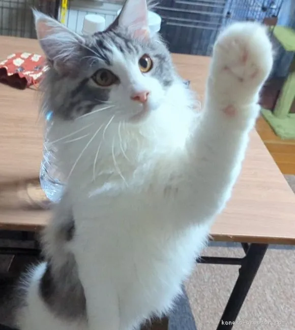 ID:2111-00092の子猫