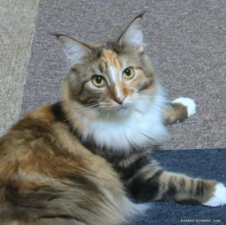 ID：2107-00449の子猫