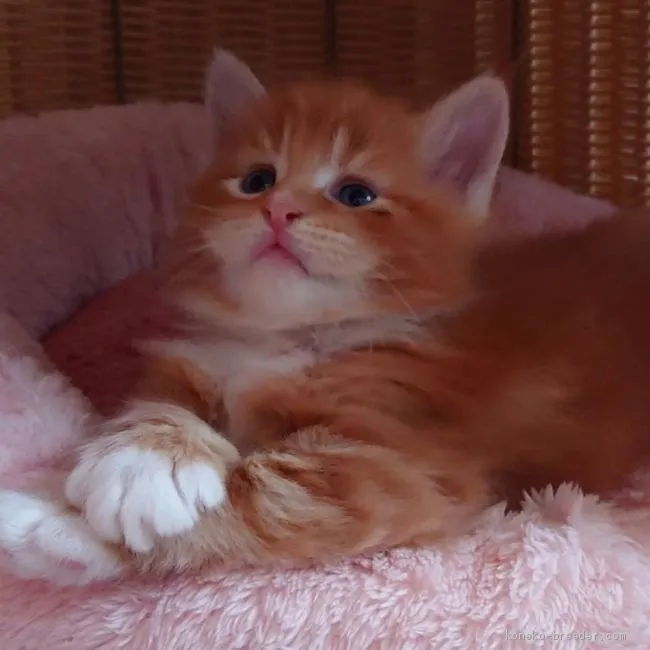 ID:2003-00600の子猫