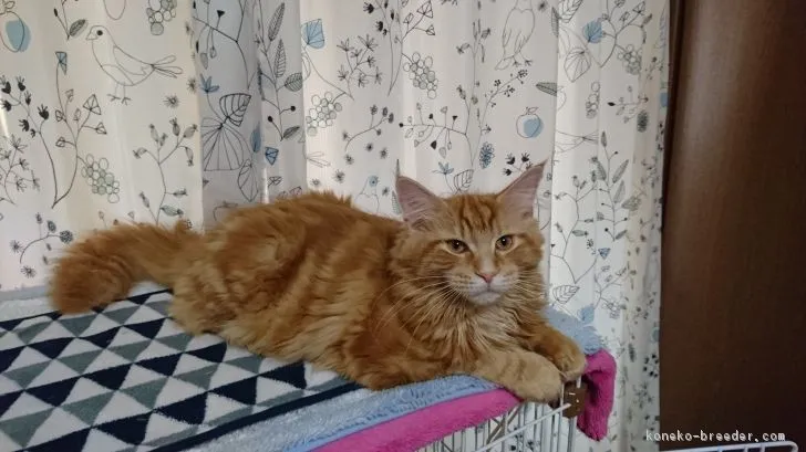 ID:1805-00674の子猫