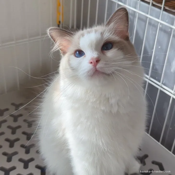 ID：2208-03027の子猫