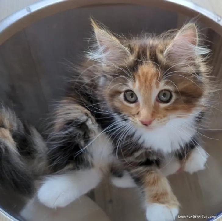 ろく 様のお迎えした子猫