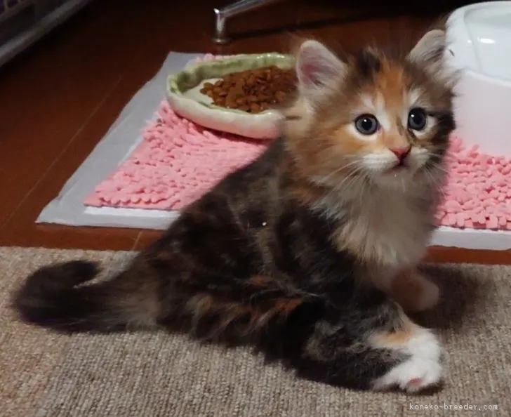 ID：1809-01261の子猫