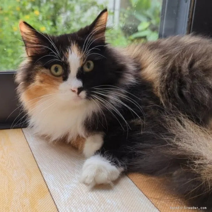 ID:2204-01446の子猫