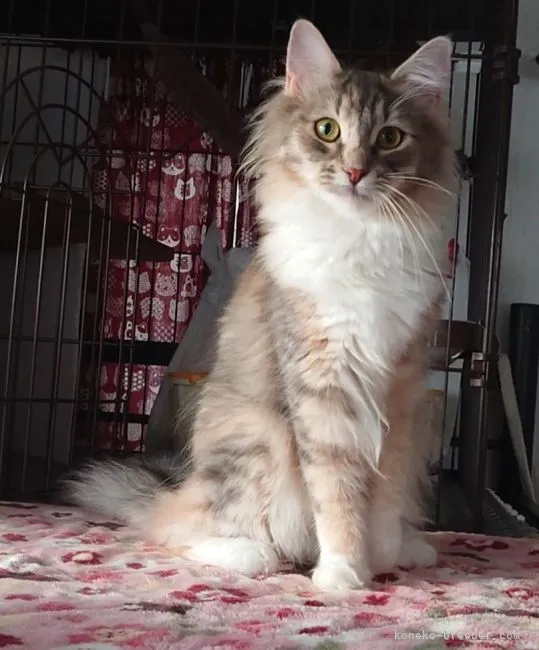 ID：2101-00433の子猫