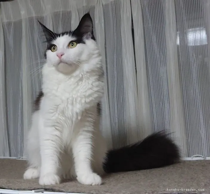 ID:2103-01689の子猫