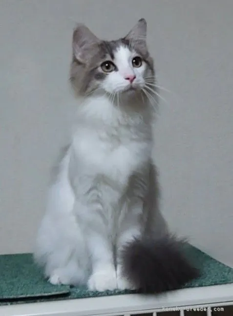 ID：2012-01131の子猫