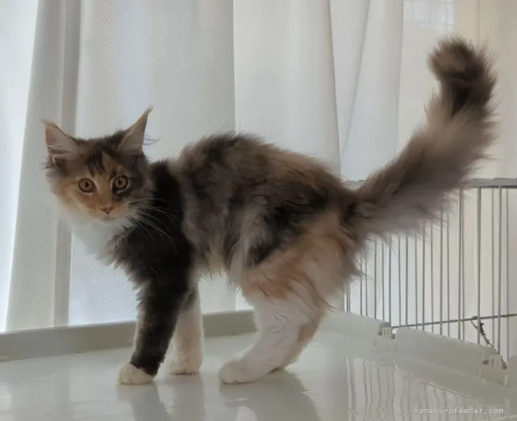 ID:2204-01583の子猫