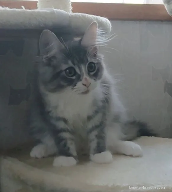 ID：2011-01687の子猫