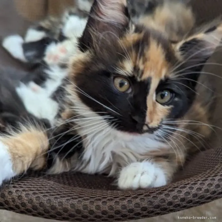 ID:2310-00705の子猫