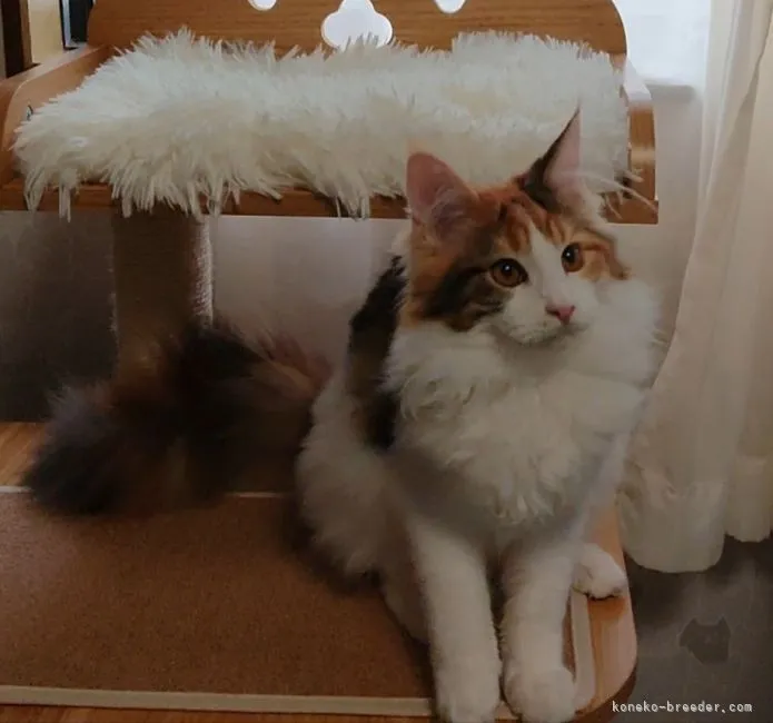 ID:2107-00448の子猫