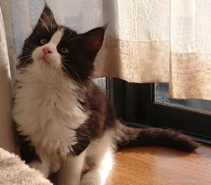 ID:1810-01570の子猫