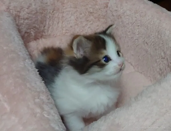 ID:2004-01836の子猫