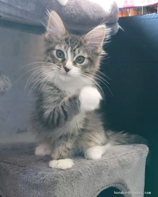 ID:2003-00742の子猫
