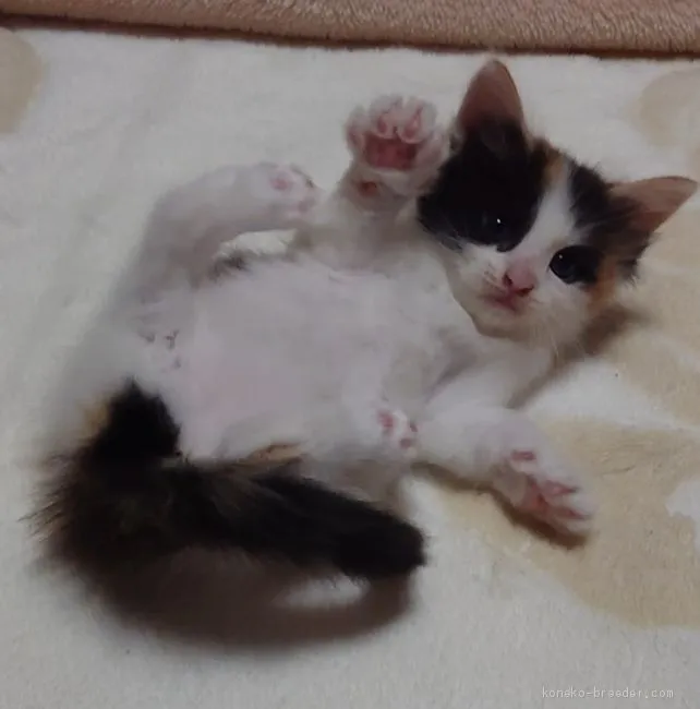 ID:2003-00606の子猫