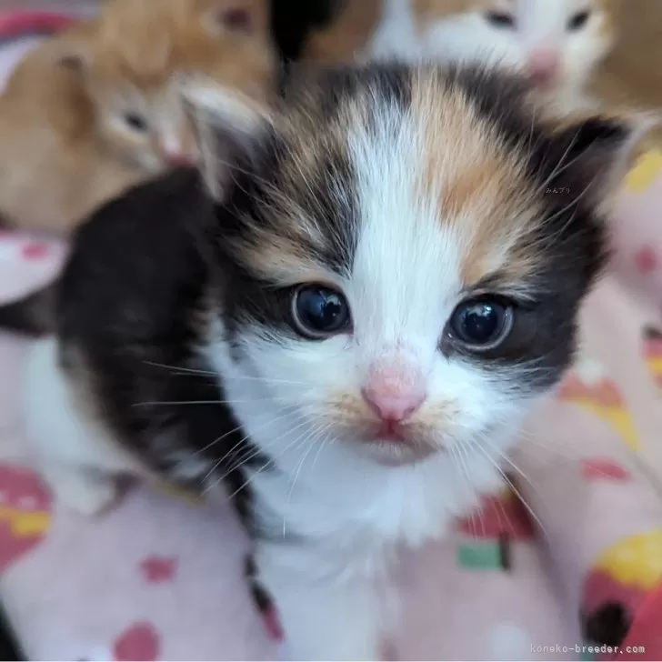 ID:2404-02645の子猫
