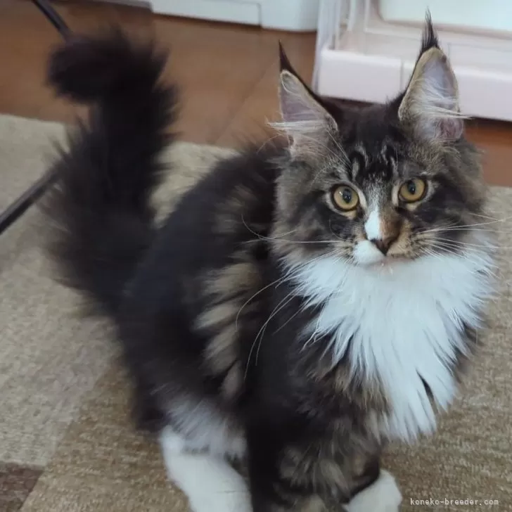 ID：2312-01320の子猫