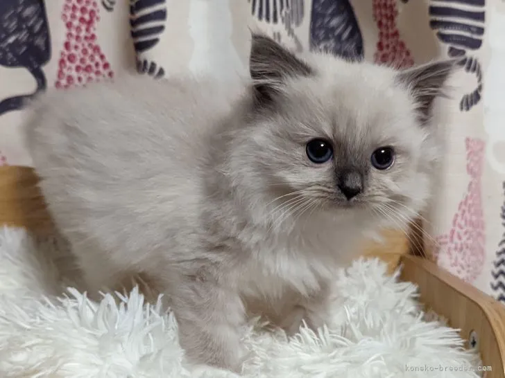 ID：2203-01542の子猫