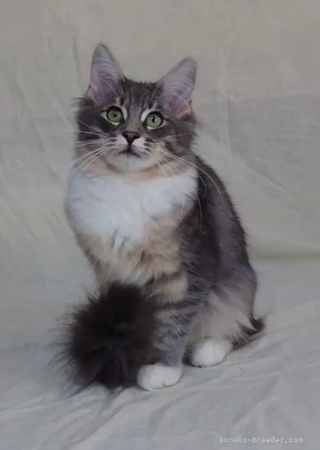 ID:1911-00410の子猫