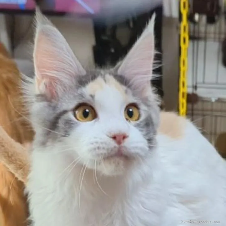 ID:2203-00709の子猫