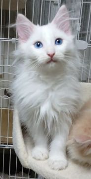 ノルウェージャンフォレストキャット【愛媛県・男の子・2019年12月13日・ホワイトソリッド】の写真「神秘的、ブルーアイの男の子」